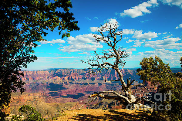 Diane Diederich - Old Tree at the Grand Canyon