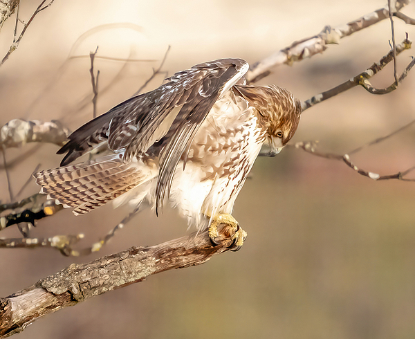 Eliseo Rosario - Red Tail Hawk On the precipice
