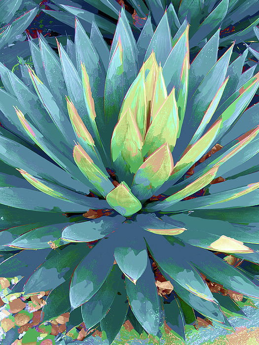 Amy Stone - Once Upon an Agave No.1