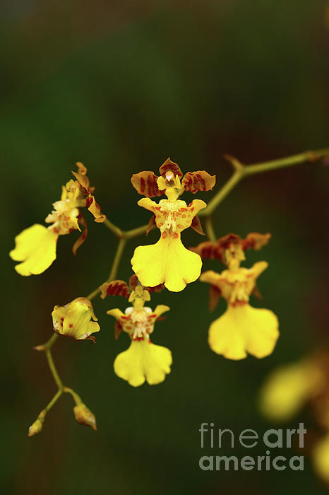 James Brunker - Oncidium or Dancing Lady Orchids
