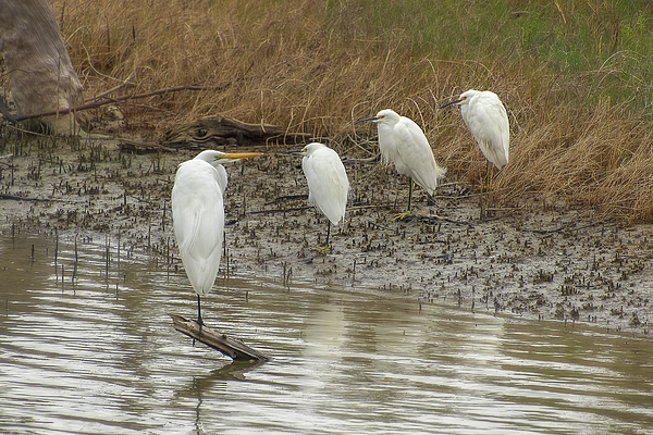 Steve Rich - Great White Egret - Talking with Three Snowy Egrets