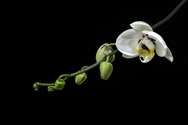 Sandi Kroll - One Orchid