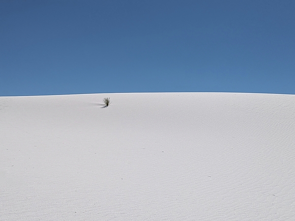Toni Abdnour - One Plant In A Vast White Place Called White Sands National Park