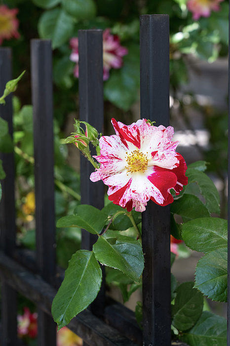 Georgia Mizuleva - One Unusual Rose Bloom with Variegated Petals