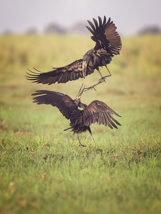 Joan Carroll - Open Bill Storks in Botswana Africa