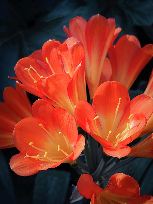 Mary Lee Dereske - Orange Bush Lily