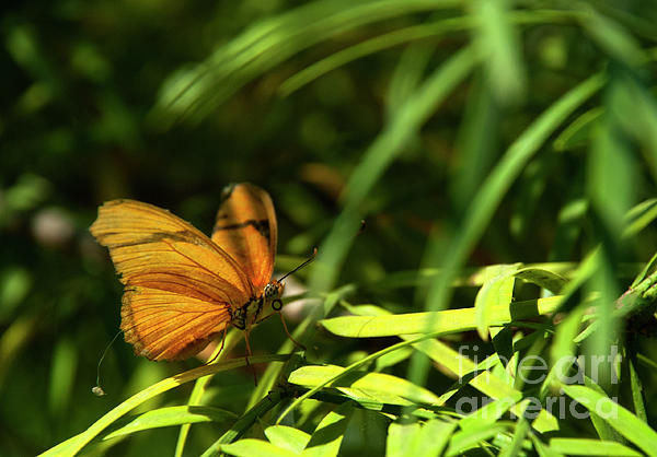 Julieanne Case - Orange Butterfly