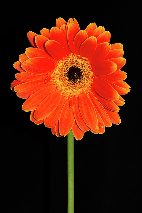 Leilani Heying - Orange Gerber Daisy