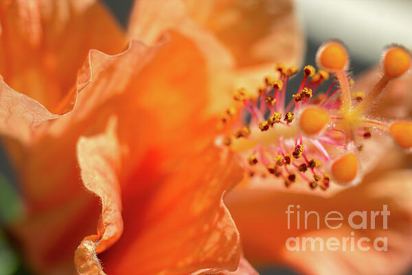 Nature Photographs