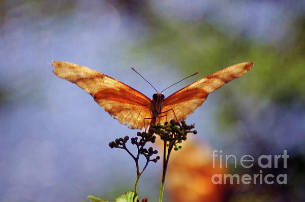 Brenda Harle - Orange Julia Butterfly