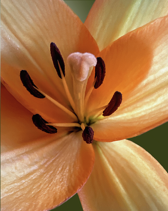 Daniel Beard - Orange Lily - Closeup