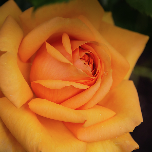 Bj Clayden - Orange Rose