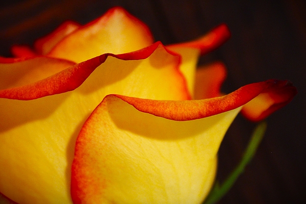 Kerstin Epifanio - Yellow with Orange Rose Close-Up