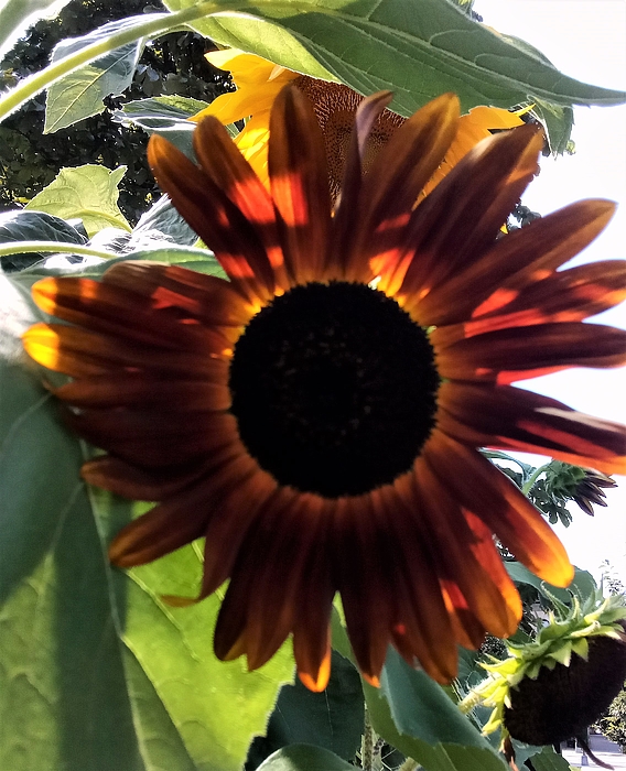 Marine B Rosemary - Orange Sunflower