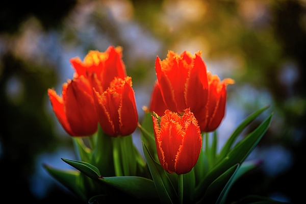 Charles Hite - Orange Tulips
