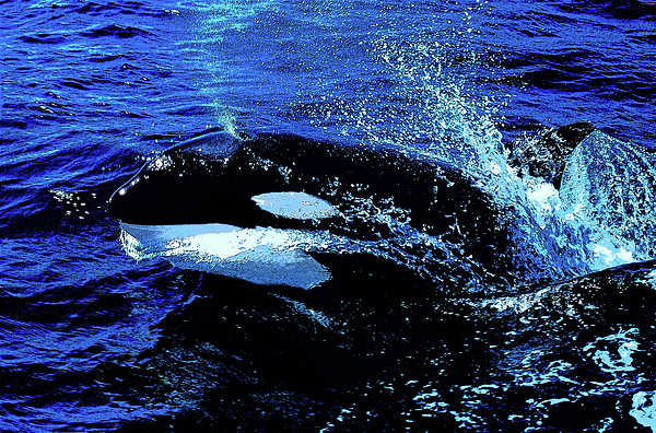 Eckart Mayer Photography - Orca breaching blue ocean surface