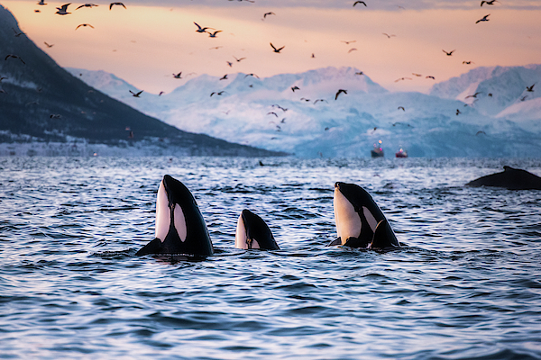 Orca family Zip Pouch by Lars Mathisen - Fine Art America