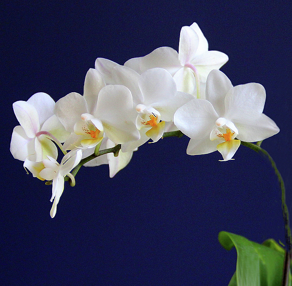 Susan Huckins - Orchid Bloom