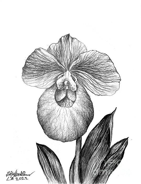 orchid drawings in pencil