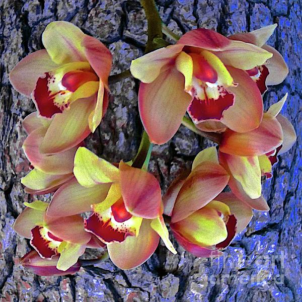 Dawn Ford - Orchid tree bark