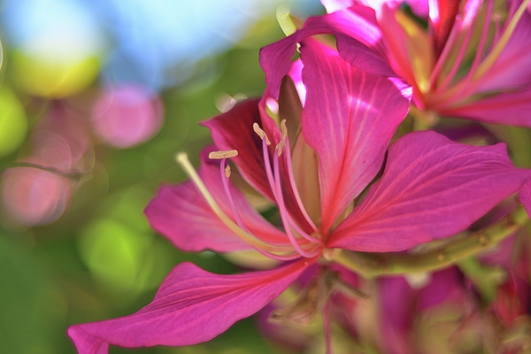 Diana Rozenshteyn - Orchid Tree Flower #2