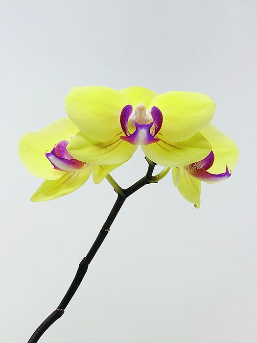 Douglas Fromm - Orchid Trio