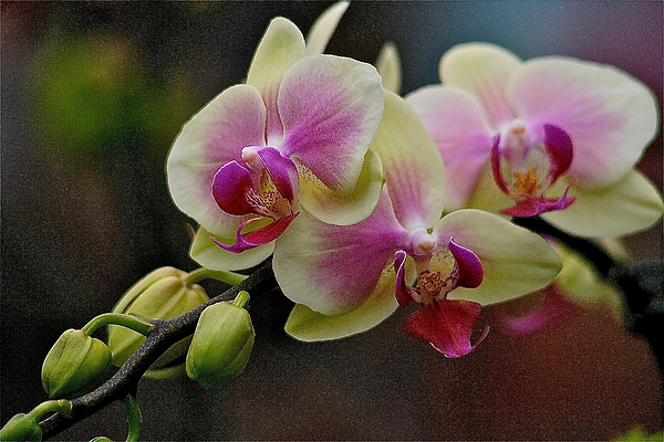 Sharon W - Orchids in Bloom