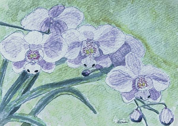 Angela Davies - Orchids in Spring
