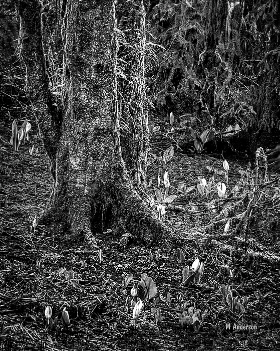 Michael R Anderson - Oregon Swamp In Spring - BW