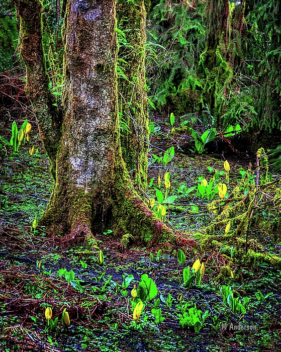 Michael R Anderson - Oregon Swamp In Spring