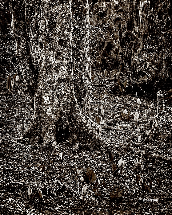 Michael R Anderson - Oregon Swamp In Spring - Sepia