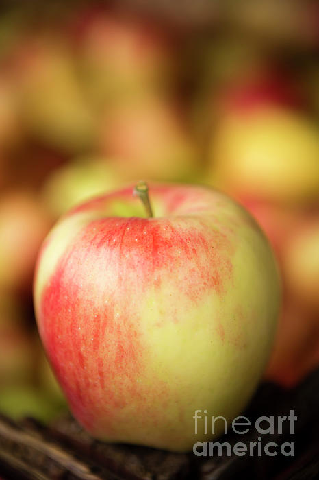 https://images.fineartamerica.com/images/artworkimages/medium/3/organic-gala-apple-kevin-miller.jpg