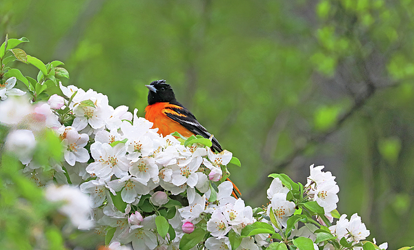 Debbie Oppermann - Oriole And The Blossoms