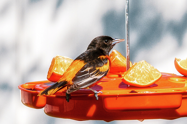 Angry Oriole Shower Curtain by Donald Lanham - Pixels