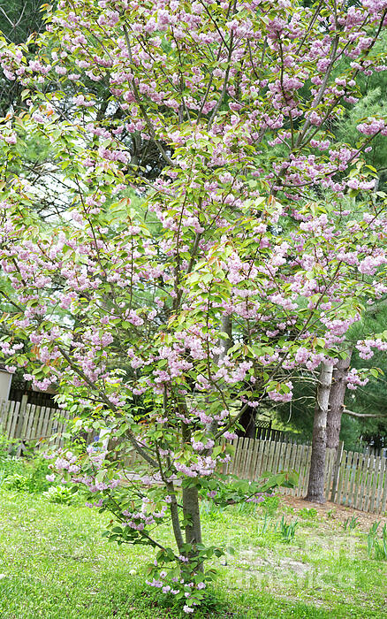 Iris Richardson - Ornamental Cherry Tree