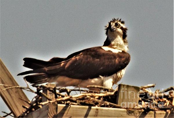 Osprey aka Fish Hawk At Nest Spring Indiana Beach Towel by Rory Cubel -  Pixels