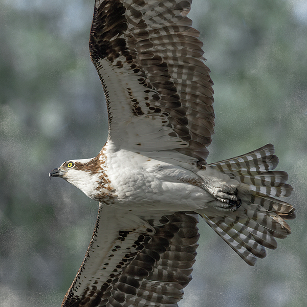 Laurel Gale - Osprey in Flight with Textured Background