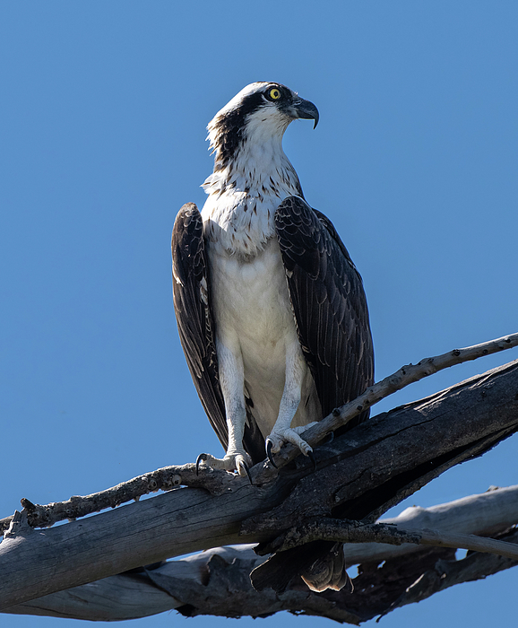 Osprey (@ospreyuw) / X