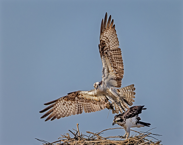 Juvenile Osprey in the nest Jigsaw Puzzle