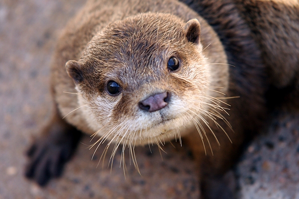 Brittney Powers - Otter Face