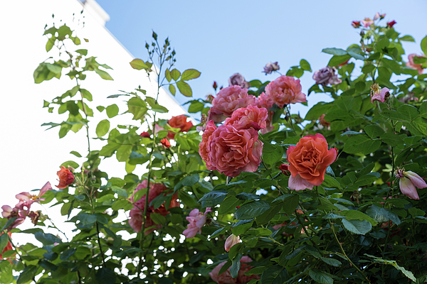 Georgia Mizuleva - Overhead Rosebush with Splendid Pink and Peach Rose Blooms