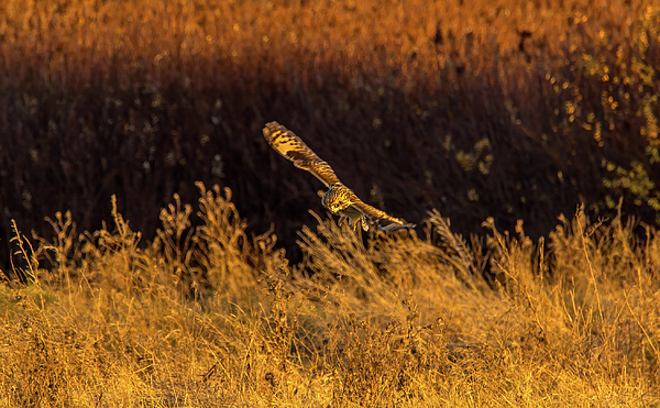 Marv Vandehey - Owl Hunting in Golden Light