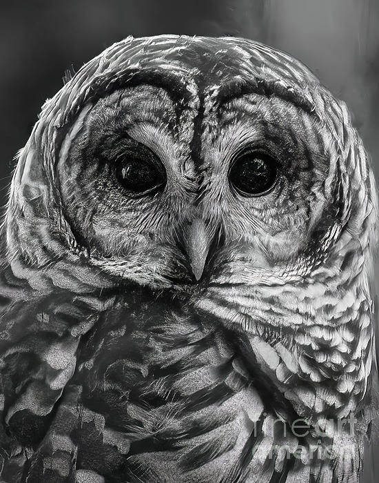 Wildlife Art