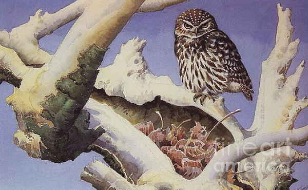 Diane Hocker - Owl on a Snowy Tree from Charles Frederick Tunnicliffe
