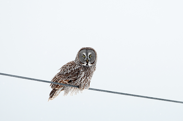 Jan Luit - Owl on a wire