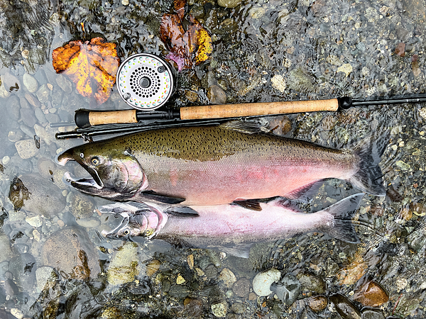 Vintage fly fishing equipment with large salmon on riverbed stones - Thomas  Baker