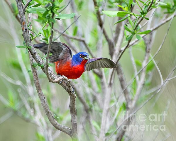 Bonnie Barry - Painted Bunting at Lacassine