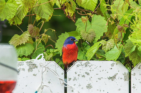 Garth Steger - Painted bunting