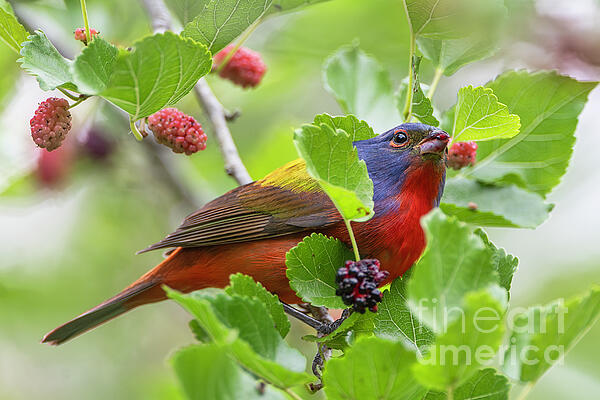 Bonnie Barry - Painted Bunting in Mulberry Tree at Peveto Woods Louisiana