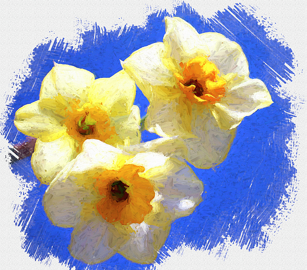 Judy Vincent - Painted Daffodils